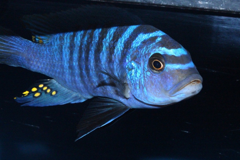 Maylandia zebra 'Nkhata Bay'